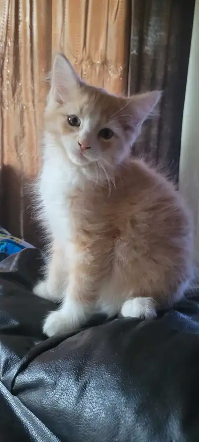 chaton à vendre, View more