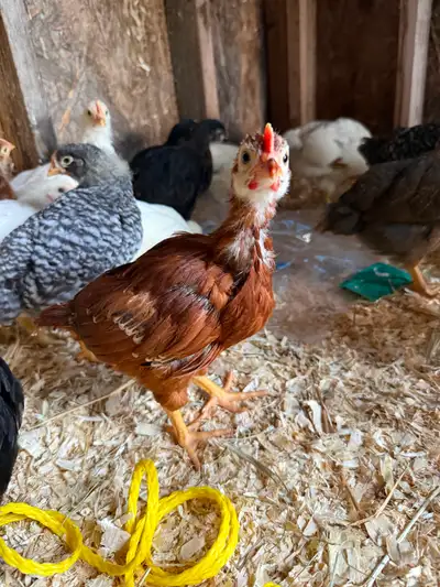 Rhode Island Red rooster, View more