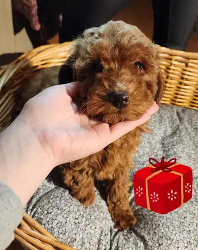Last toy poodle puppy to go!, View more