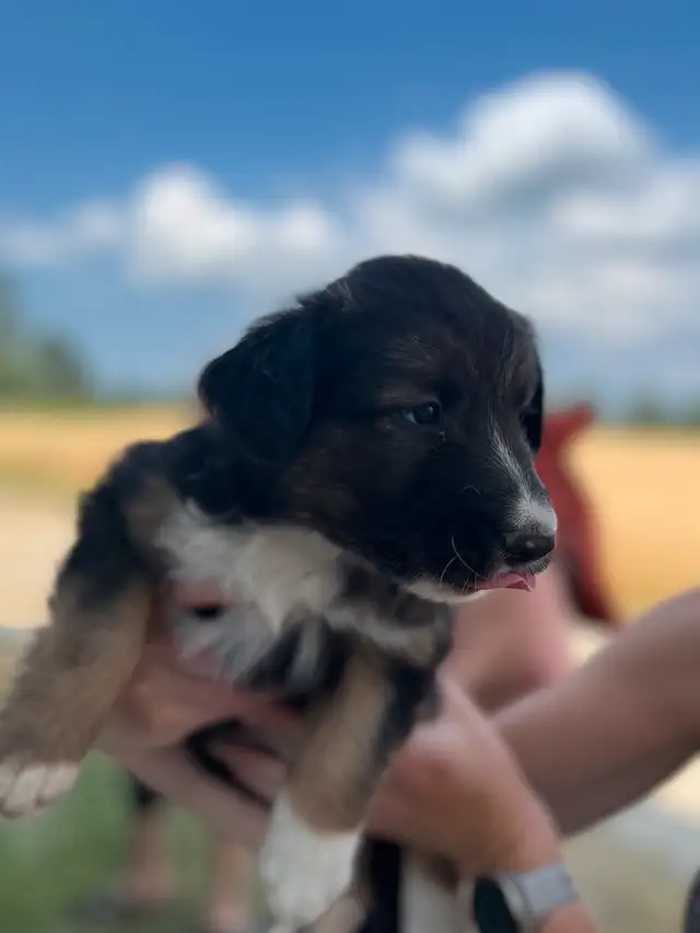 Australian Shepard puppies in Dogs & Puppies for Rehoming in Barrie - Image 4