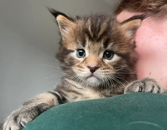 Maine Coon TICA in Cats & Kittens for Rehoming in Québec City - Image 4