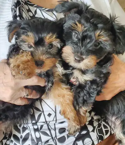 Yorkie Biewer female pups 1200, View more