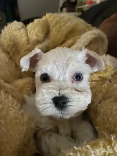 Rare**BLUE EYED** Male Toy Schnauzer, View more
