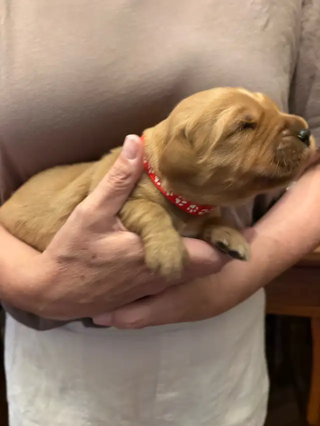 Golden Retriever Puppies in Dogs & Puppies for Rehoming in Owen Sound - Image 7