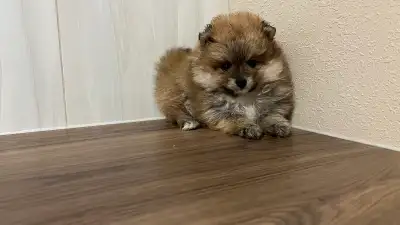 Pomeranian puppy, View more