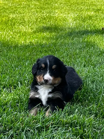 Bernese Mountain Dog Puppies, View more
