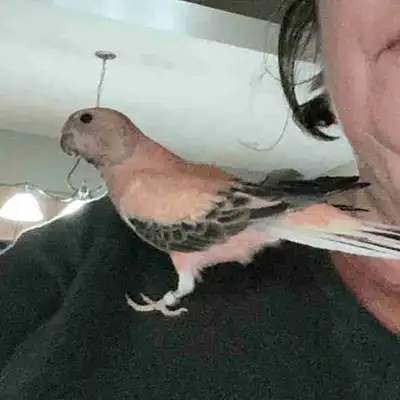 Wanted- Rousy Bourke parakeet , View more