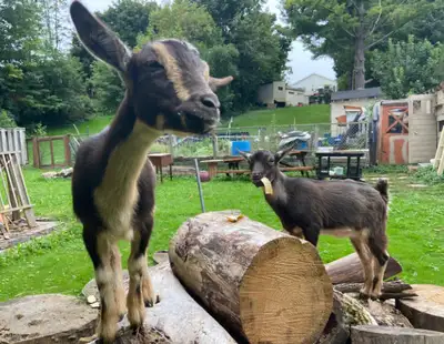 Purebred Nigerian dwarf goat goats Baby babies 3 - 4 months old Very healthy Active Smart Playful Lo...