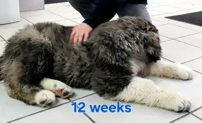 Giant Male Caucasian Shepherd Puppy! 100% pure Ovcharka!, View more