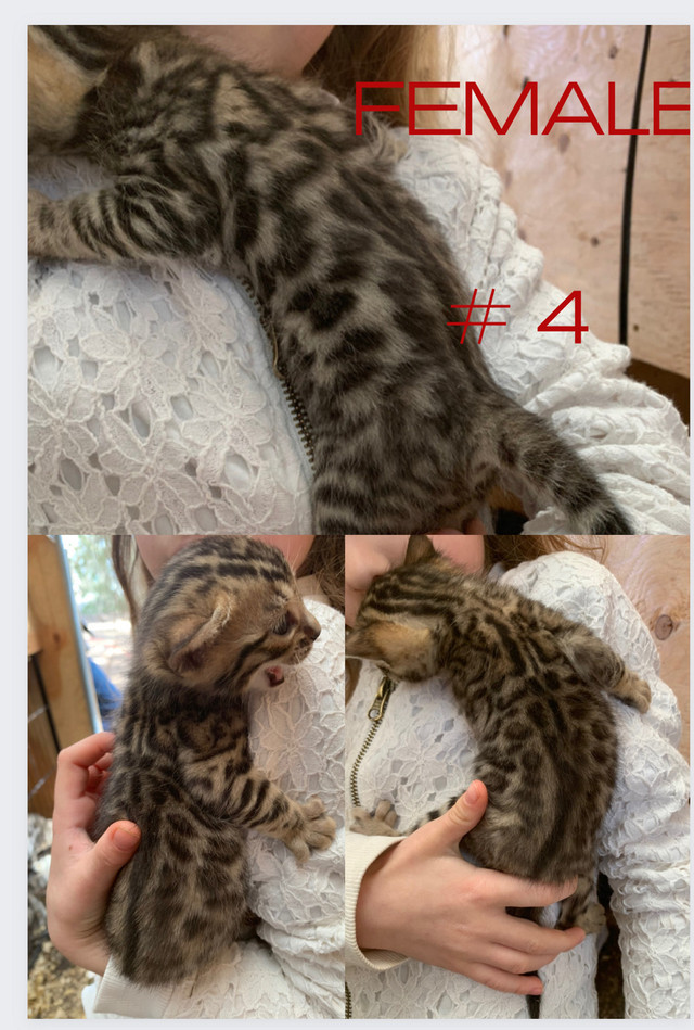Beautiful Bengal Kittens  in Cats & Kittens for Rehoming in Leamington - Image 4