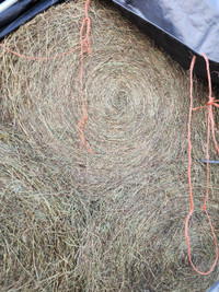 Grass hay for sale $50