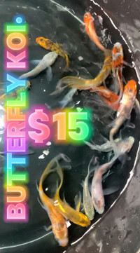 Butterfly Koi approximately 3 inches $15 each