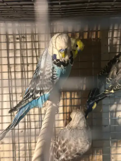 English budgie, View more