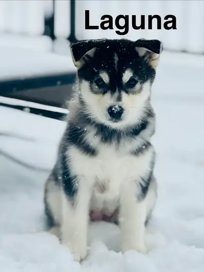 Mini Husky puppies!!!, View more