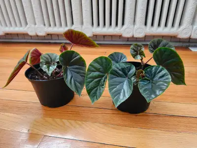 House Plants - Red Leafy Begonia, View more