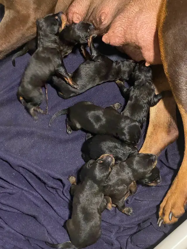 100% European Doberman puppies one  females in Dogs & Puppies for Rehoming in St. Catharines - Image 6