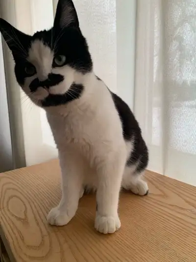 5 Month Old Kitten/Friend, View more