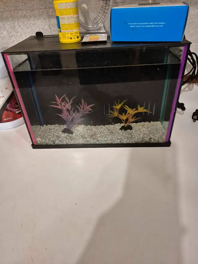Fish tank in Fish for Rehoming in City of Toronto - Image 2