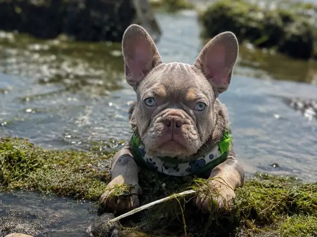 Rare CKC  French Bulldogs in Dogs & Puppies for Rehoming in North Shore - Image 7