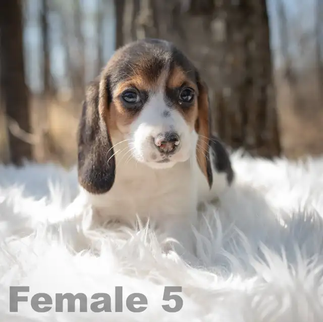 Beagle puppies in Dogs & Puppies for Rehoming in Edmonton - Image 6