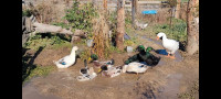 Ducks for sale Cranbrook British Columbia Preview