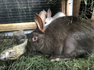 Two female doe. Meat breeds Rex Flemmish cross. The brown doe showed fast growth and would make a go...