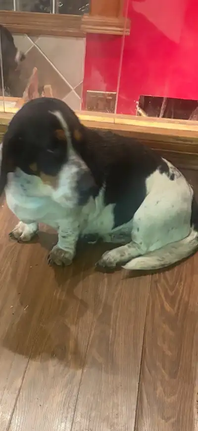BASSET Hound for sale, View more