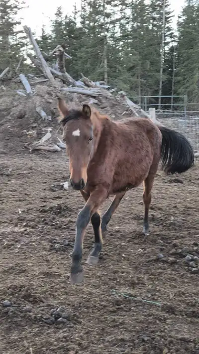 Half Andalusian Herd dispersal, View more