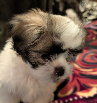 Malshi Pups Available, View more