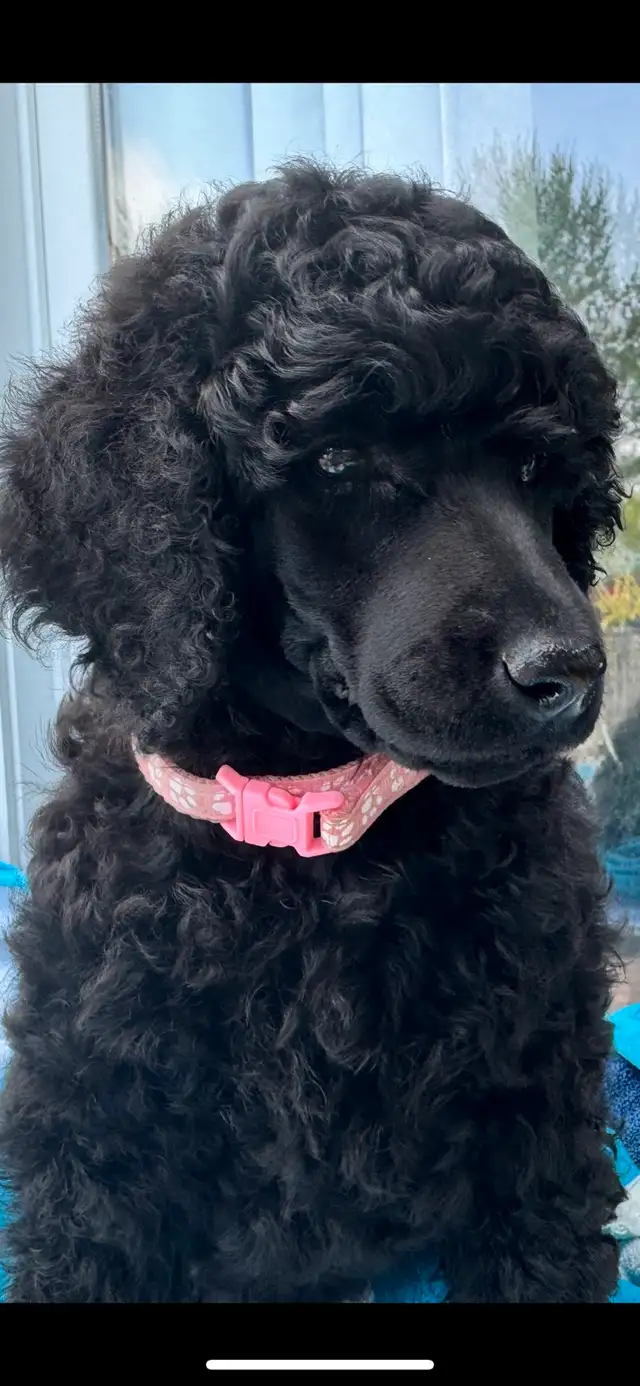 Standard poodle puppies in Dogs & Puppies for Rehoming in Ottawa - Image 10