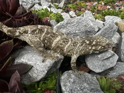 Juvenile Leachianus Gecko, View more