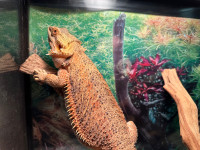 Bearded Dragon and all items included! 