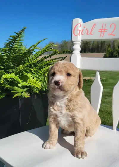 LOWER PRICE!! Beautiful medium F1B Labradoodles needing forever homes now!! These puppies are well a...