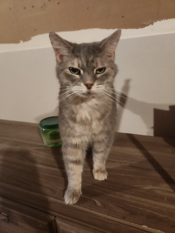 2 adult female cats for rehome in Cats & Kittens for Rehoming in Norfolk County