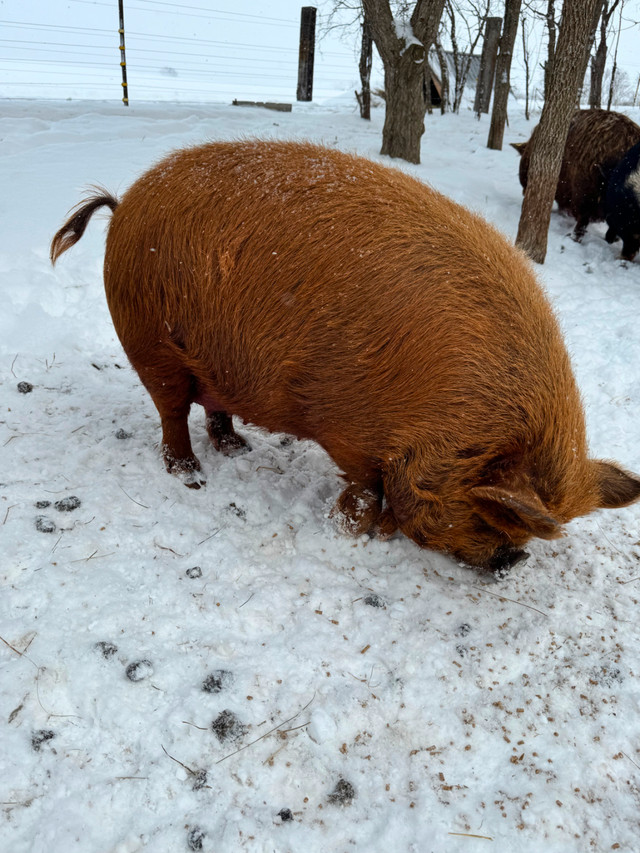 Kunekune piglets (registered, pets or meat) in Livestock in Chatham-Kent - Image 3