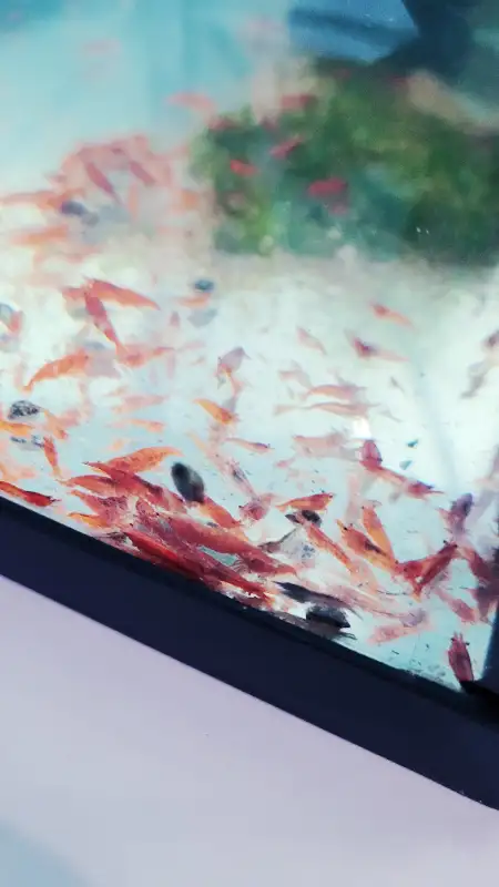 Shrimps for SALE! - Reds, Blues, Yellows, Greens and Mixed! in Fish for Rehoming in Woodstock - Image 3