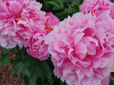 Perennial Plant Exchange / Swap Meet, View more