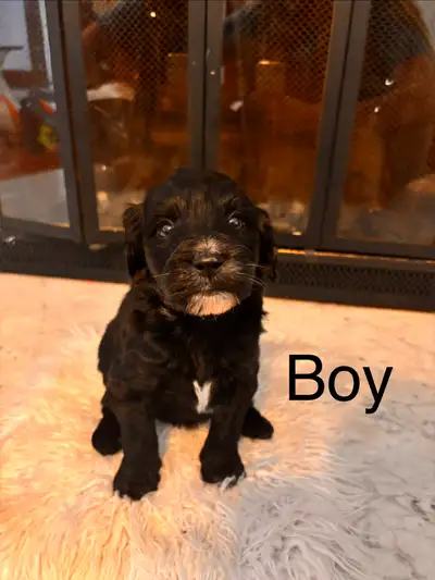 Bordoodle poodle mix puppies, View more