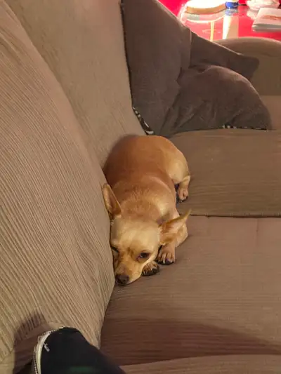 Rescue Chihuahua for Rehome! Very sweet and loving chihuahua for rehome. She is an absolute little s...