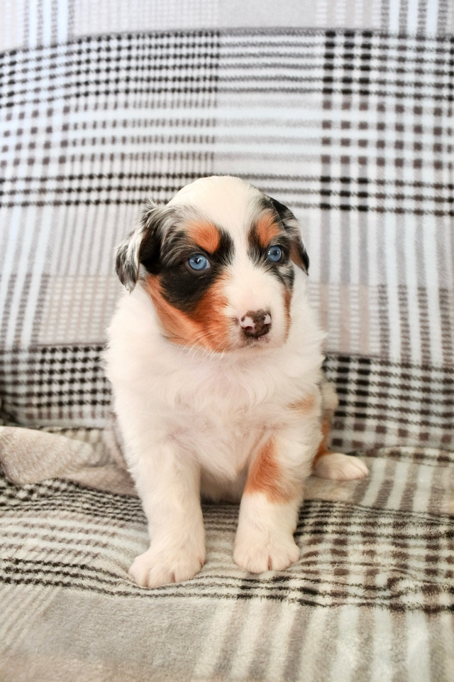 CKC Australian Shepherds in Dogs & Puppies for Rehoming in Moncton - Image 2