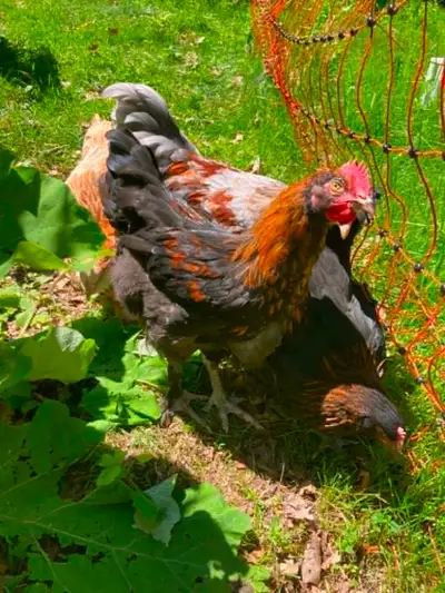 Magnifique jeune coq Black Copper Marans – 3 mois et demi Issu d'une excellente race réputée pour sa...