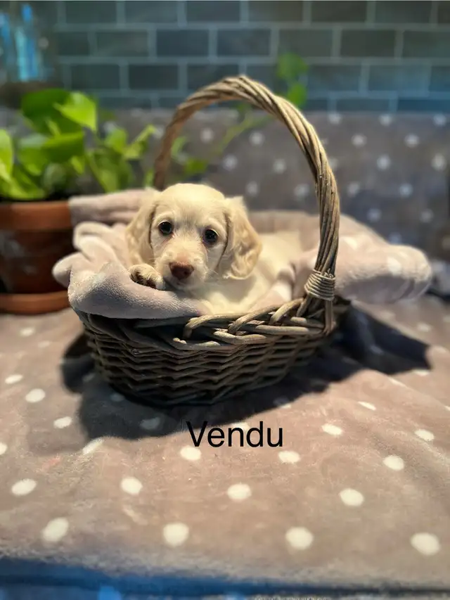 teckel miniature à poile long in Dogs & Puppies for Rehoming in Laurentides - Image 7