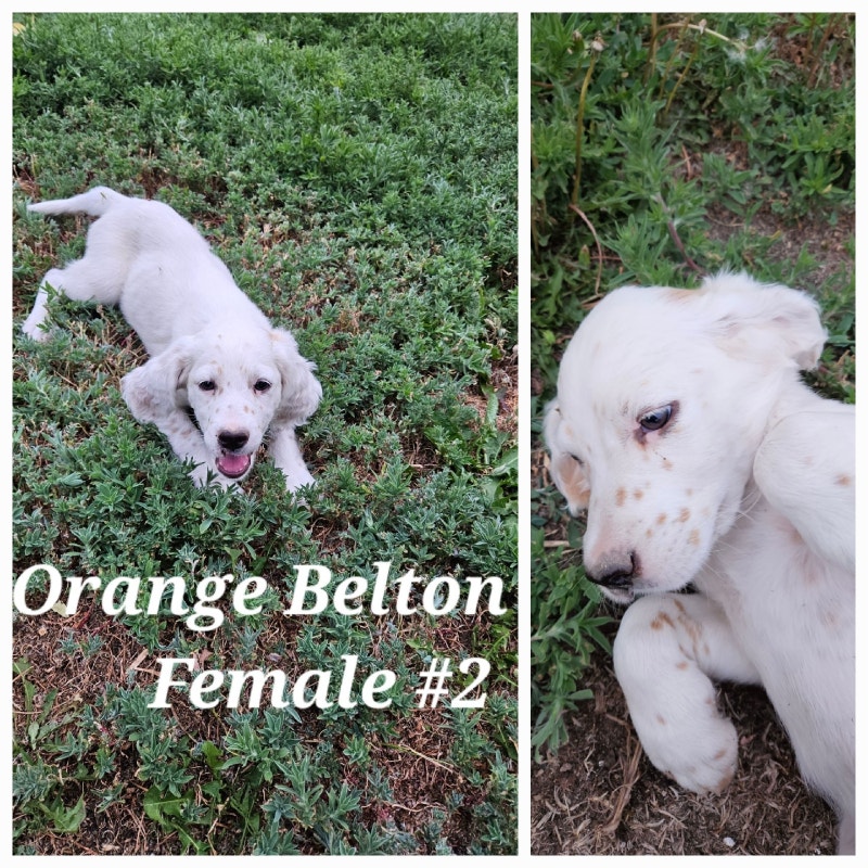 English Setter Puppies * 2 females left* Dogs & Puppies for Rehoming