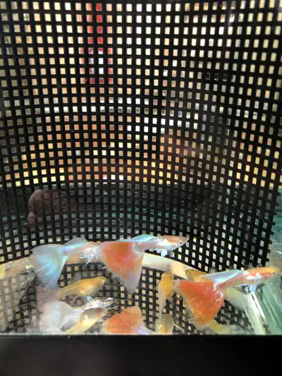 Three Pairs of Albino Guppies for Sale, View more