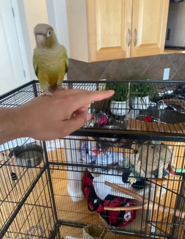 Two Conure Parrots - Only $450 in Birds for Rehoming in Calgary - Image 11