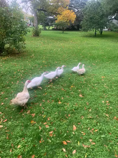 Ducks for sale just in time for Christmas or New Year’s! Any questions about the ducks please call/t...