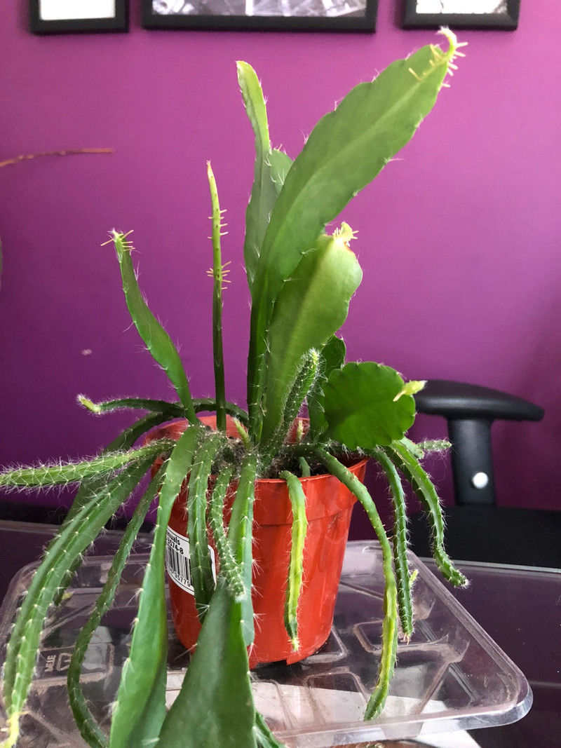 Orchid cactus  for sale  