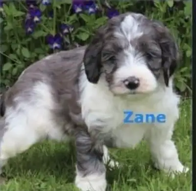 F1 Cockapoo puppies, View more