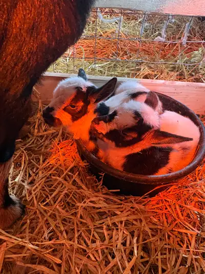 Twin Bucklings (can band if you’d prefer) Born April 12/26