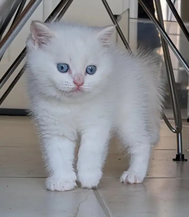 Gorgeous British Shorthair kitten / Ready May 9 in Cats & Kittens for Rehoming in Moncton - Image 3